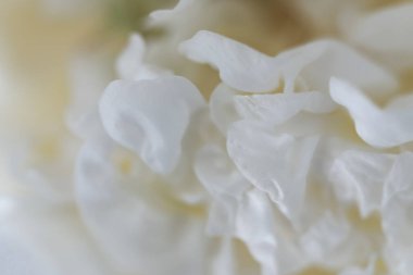 Beyaz şakayık çiçeğinin çiçek yapraklarındaki pürüzsüz doku 