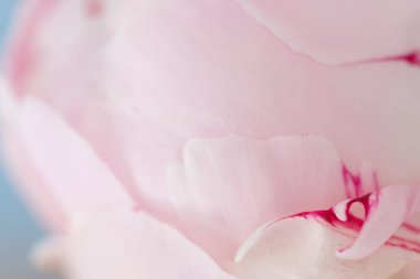 Pürüzsüz pembe şakayık yaprağı çiçek açmış Yakından bakınca hala çiçek deseni var