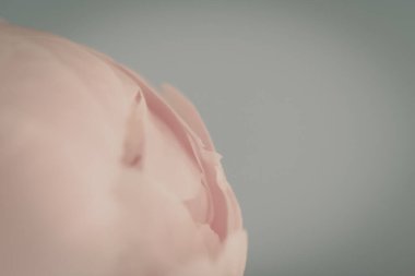 Pürüzsüz pembe şakayık yaprağı çiçek açmış Yakından bakınca hala çiçek deseni var