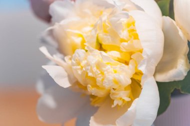 Beyaz şakayık çiçekleri hala çiçek açıyor.