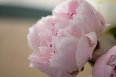 Çiçek açan pembe şakayık çiçeği iç mekanda yakın çekim sahnesi