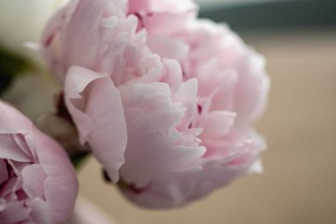 Çiçek açan pembe şakayık çiçeği iç mekanda yakın çekim sahnesi