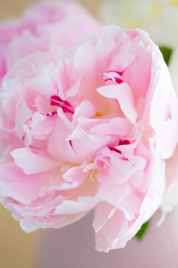 Şakayık çiçeğinin içindeki güzel, pürüzsüz pembe taç yaprakları. Yakından bak.