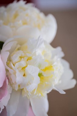 Güzel şakayık çiçeği buketi beyaz ve pembemsi yumuşak yapraklı