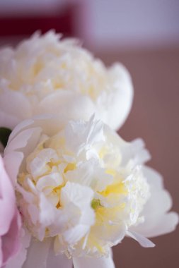 Güzel şakayık çiçeği buketi beyaz ve pembemsi yumuşak yapraklı