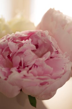 Çiçek açmış pembe şakayık çiçekleri. Yaklaş hala pürüzsüz taç yapraklarıyla.