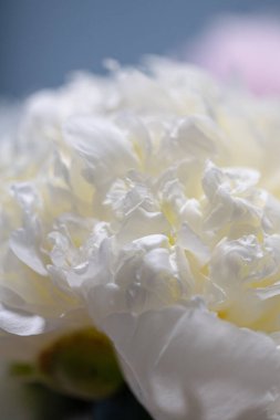 Beyaz şakayık çiçek buketi, çiçek açmış yumuşak yapraklarla.