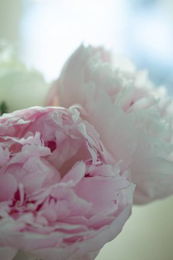 Beyaz şakayık çiçek buketi, çiçek açmış yumuşak yapraklarla.