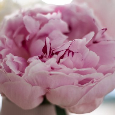 Çiçek açmış pembe şakayık çiçekleri. Yaklaş hala pürüzsüz taç yapraklarıyla.