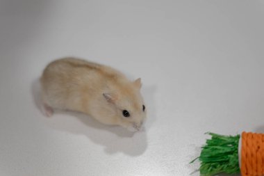 Küçük sıçan hamster portresi Beyaz bir arka plana yakın