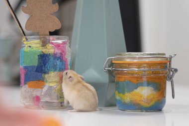 Evdeki sevimli, küçük kemirgen hamster 'ı merak ediyorum.