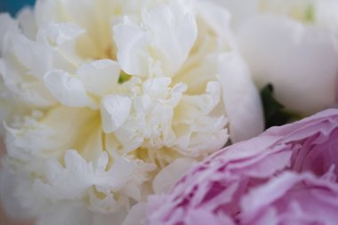 Beyaz ve pembe şakayık çiçekleri ve çiçek açan yumuşak yaprakları.