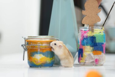 Evdeki sevimli, küçük kemirgen hamster 'ı merak ediyorum.