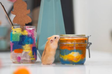 Evdeki sevimli, küçük kemirgen hamster 'ı merak ediyorum.