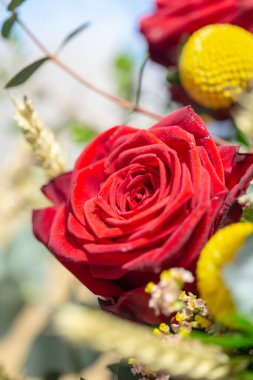 Beyaz arka planda pürüzsüz taç yapraklarıyla açan kırmızı gül çiçeği.