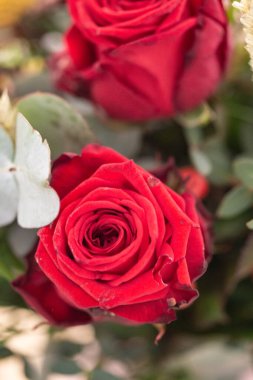 Çiçek açan kırmızı gül buketi.