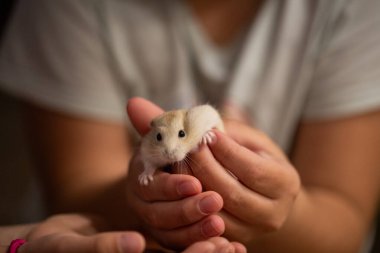 Küçük sevimli Rus beyaz Hamster insan bir doktorun ellerinde.