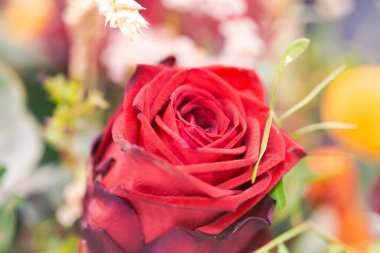 Çiçek açmış kırmızı gül buketi