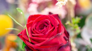 Çiçek açmış kırmızı gül buketi