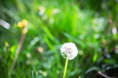 Yeşil çiçekli arka planda bir sürü polen açan karahindiba çiçeği.