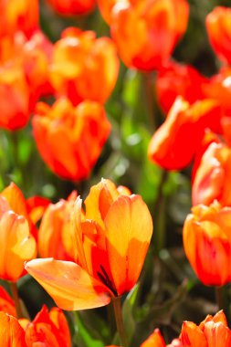 Çiçek bahçesi çiçek desenli arka planda açan turuncu lale çiçekleri.