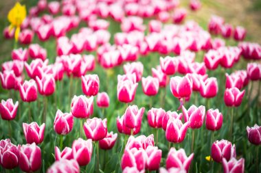 Çiçek tarlasında çiçek açan pembe laleler.