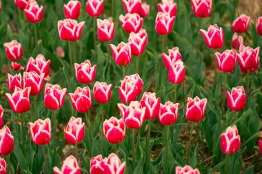 Çiçek tarlasında çiçek açan pembe laleler.