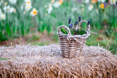 Kırsal bir bahçedeki sepetin içinde toplanmış lavanta çiçekleri.