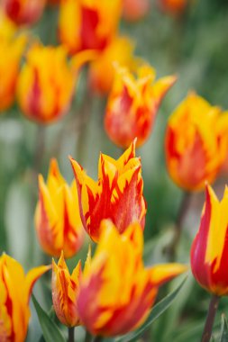 Çiçek tarhında kırmızı ve sarı alev şeklinde lale çiçekleri