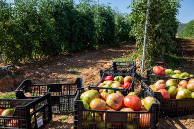 Yazın bir çiftlikte pembe domates hasadı.