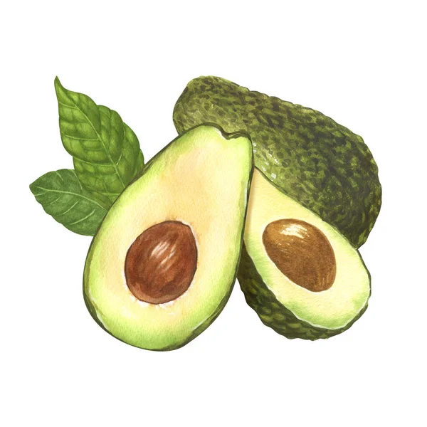 Aquarel Vers Realistische Groene Avocado Een Hele Tweede Helft Met — Stockfoto