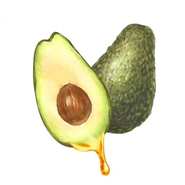 Aquarell Zwei Reife Avocadoöl Tropft Aus Avocadofrüchten Und Üppig Handgezeichnete — Stockfoto