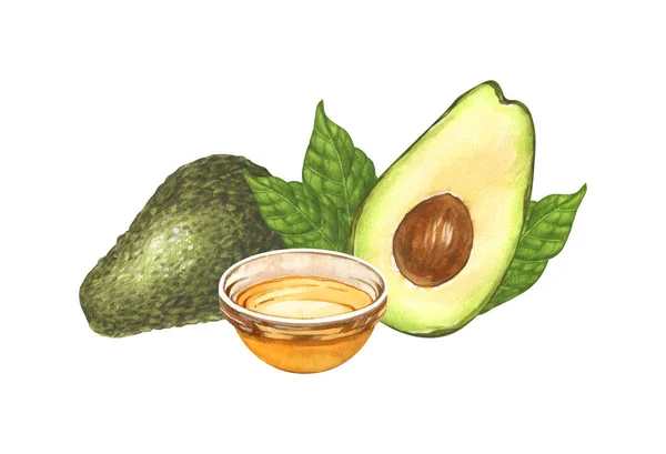 Aquarel Rijp Avocado Olie Avocado Halveert Avocado Handgetekende Illustratie Geïsoleerd — Stockfoto