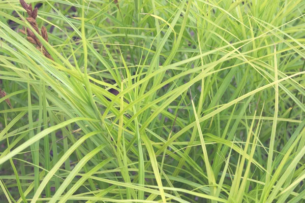 Schmale Lange Grüne Blätter Von Carex Muskingumensis Dekorative Getreidepflanze Gartenbau — Stockfoto