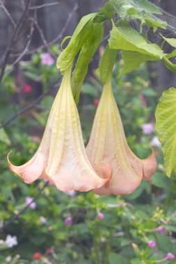 Brugmanya çiçeği. Asılan enfeksiyonlu çalılar. Çiçek bahçesinde Brugmansia. Bitki taç yapraklı mercan renkli bir çan. Kapat.