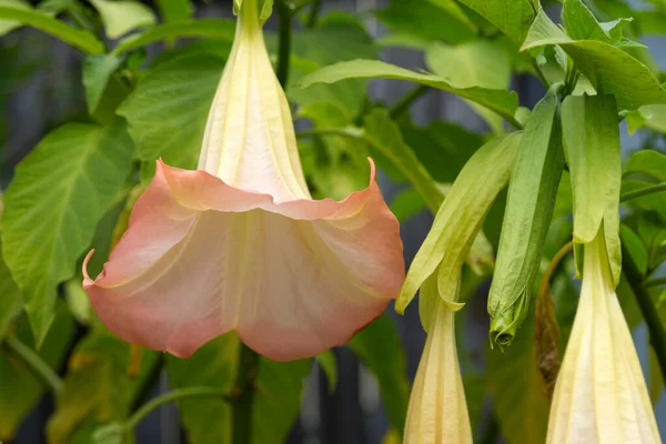 Flor Brugmansia Arbusto Com Inflorescências Penduradas Perfumadas Brugmansia Jardim Das — Fotografia de Stock