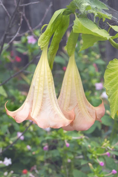 Brugmansia flower. Shrub with fragrant hanging inflorescences. Brugmansia in the flower garden. The plant is a coral colored bell with petals. Close up