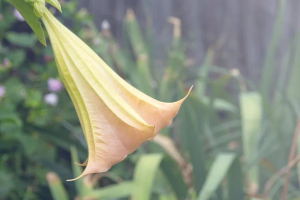 Brugmansia flower. Shrub with fragrant hanging inflorescences. Brugmansia in the flower garden. The plant is a coral colored bell with petals. Close up