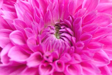 Büyük parlak pembe yıldız çiçeği, Asteraceae ailesi. Yakın plan. Bulanık. Makro fotoğrafçılıktaki yıldız çiçeği ayrıntıları. Çiçek dokusu.