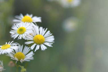 Erigeron türünün çiçekleri. Meksika papatyası, İspanyol papatyası. Çiçek arkaplan. Bulanık arkaplan. 