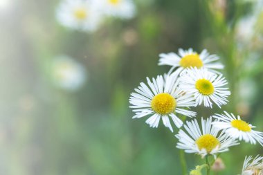 Erigeron türünün çiçekleri. Meksika papatyası, İspanyol papatyası. Çiçek arkaplan. Bulanık arkaplan. 