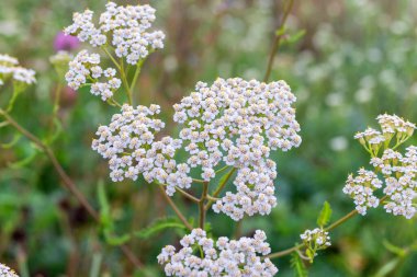 Yarrow Achillea millefolium. Küçük beyaz çiçekler kapanıyor. Tıbbi tıbbi yabani otlar. Çiçek arka planı. 
