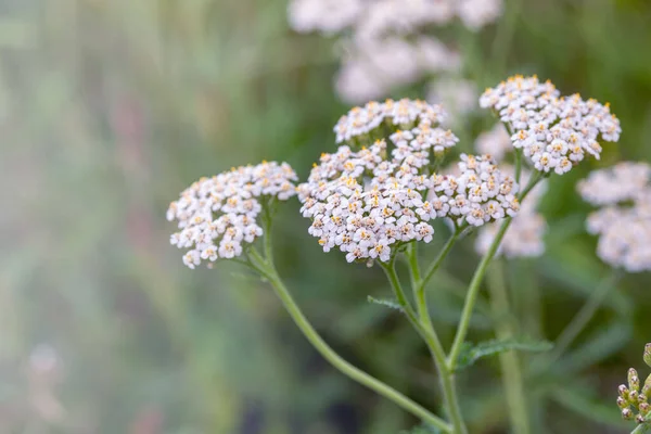 Cickány Achillea Millefolium Kis Fehér Virágok Záródnak Orvosi Vadon Élő — Stock Fotó