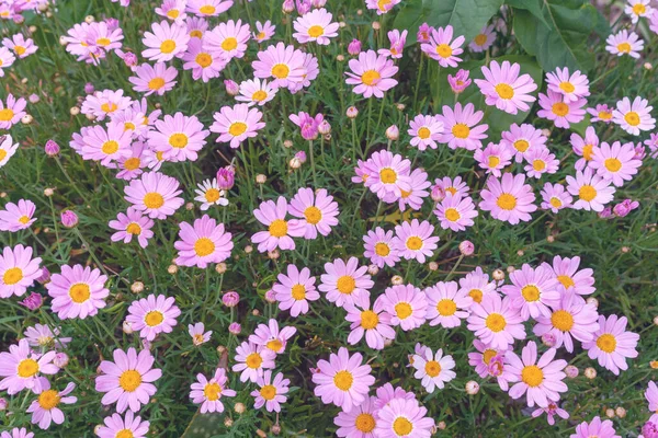  Marguerite Daisy 'nin pembe çiçekleri, Argyranthemum frutescens yakın plan. Çiçek arka planı. 