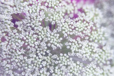 Bir bukette beyaz, küçük ammi majus çiçekleri. Buket yapmak için bitkiler. Çiçekçilik. Çiçek arka planı