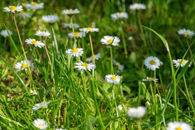 Narin beyaz papatya çiçekleri ya da bahçede Bellis Perennis. Çiçek arkaplan, seçici odak.