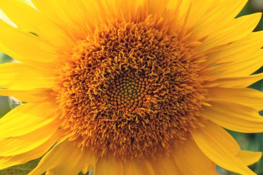 Sıcak bir sonbahar gününde dekoratif Helianthus 'tan büyük sarı bir çiçek.