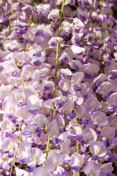 Delikatne Kwiaty Wisteria Ogrodzie Zachodzie Słońca Kwiatowe Tło Liana Dekoracyjna — Zdjęcie stockowe