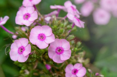  Güneşli bir günde bahçede, narin pembe bir fenomen, Phlox paniklemişti. Çiçek arkaplan. Bahçecilik ve manzara tasarımı