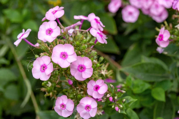 Delikat Rosa Flox Phlox Paniculata Trädgården Solig Dag Blommig Bakgrund — Stockfoto